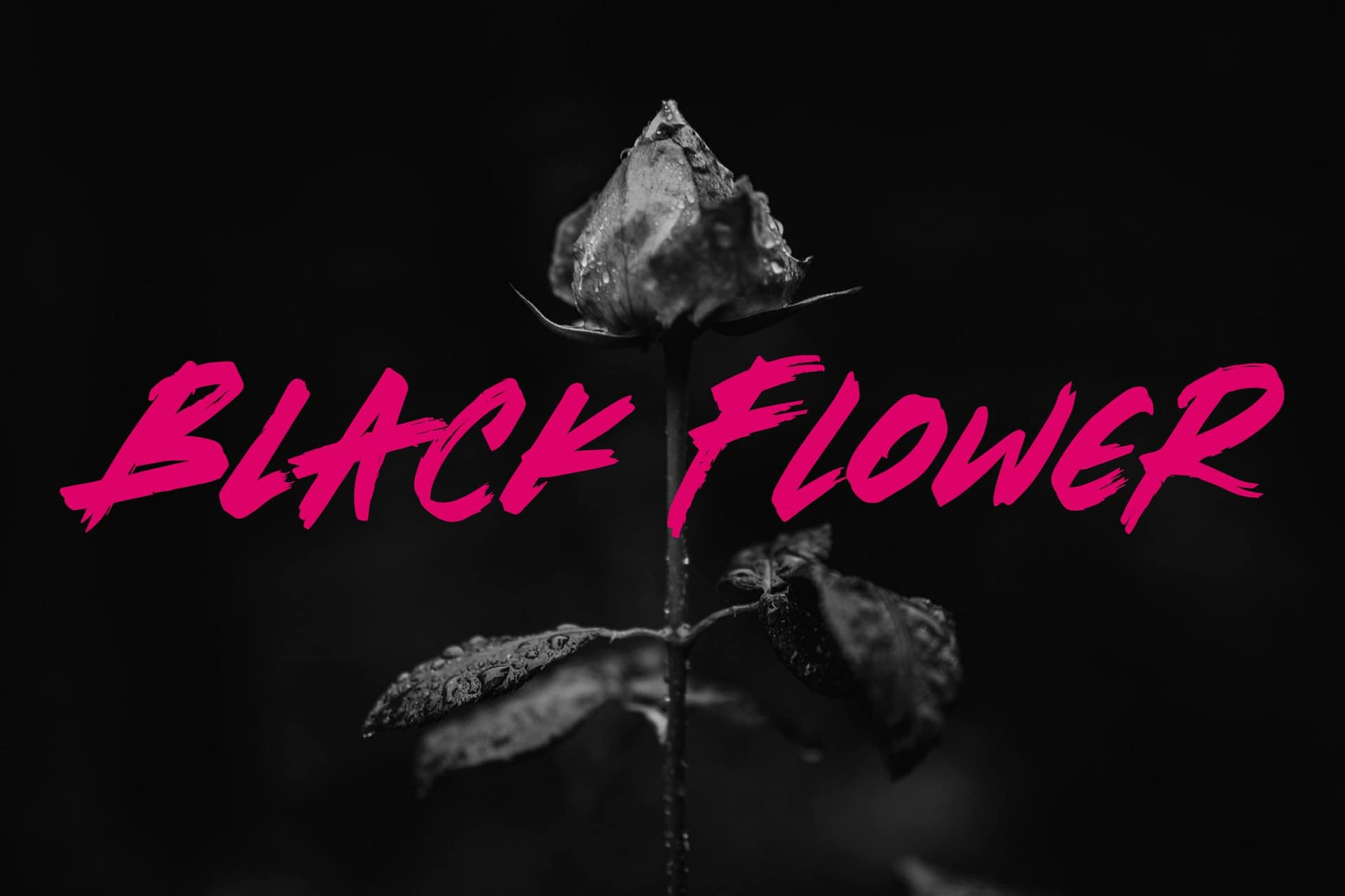 Brotherhood - Brush Script Font - Image 5