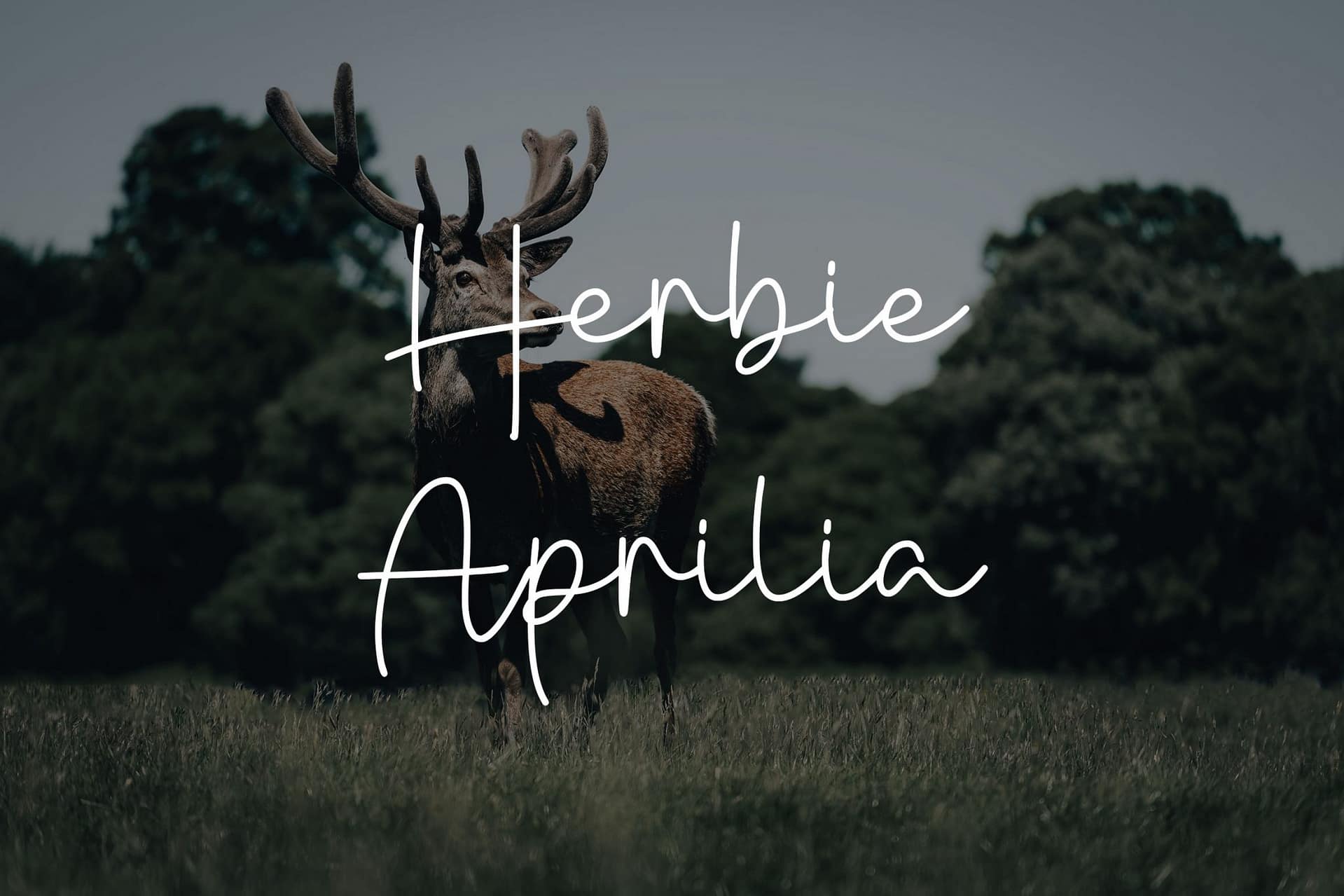 Danielle Signature - Handwritten Font - Image 2
